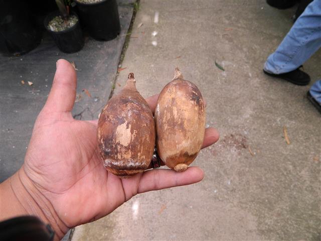  Attalea seeds, uncleaned, with hard woody coating