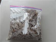  Baggie technique for germinating palm seeds