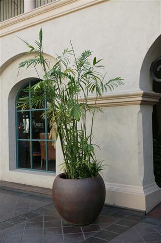  Chamaedorea seifrtzii, the classic Bamboo Palm