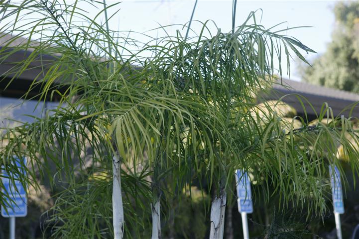 Three side by side Chamaedorea single trunk species, C. glaucifolia