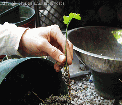  Repotting a tiny seedling.  We usually like to wait longer to get a stronger seedling.