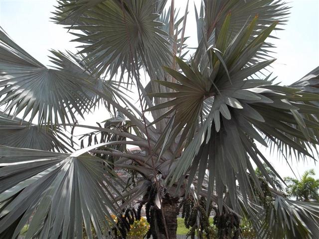  Same plant, close up view, photo by T.F. 