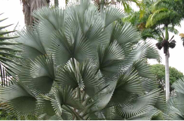  Bismarckia with exceptionally nice blue color, photo by TB