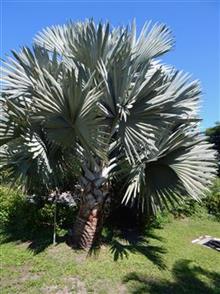  Bismarckia nobilis, a dioecious type of palm