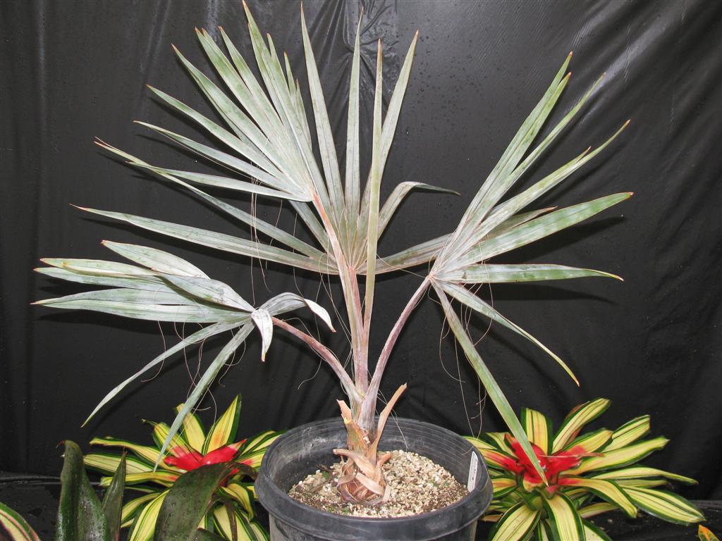  A typical 5g Bismarckia at Nursery