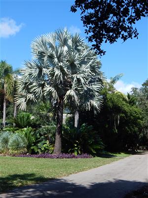  The blue Bismarckia nobilis wants room to grow.