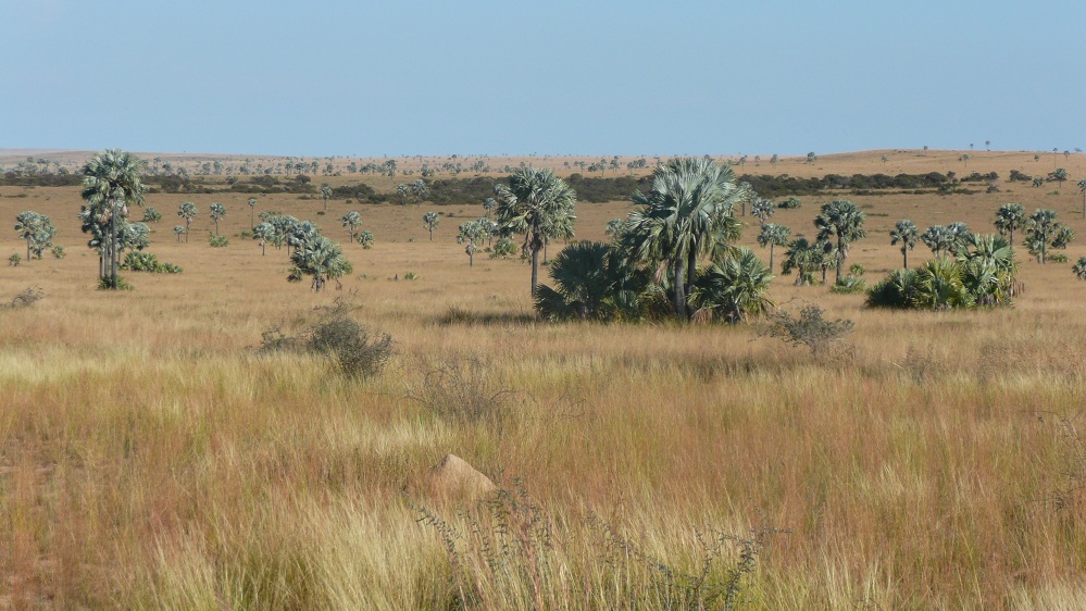  Bismarckia habitat, photo by M.R.