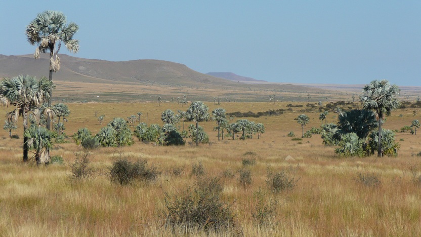  Native habitat, photo by M.R. 