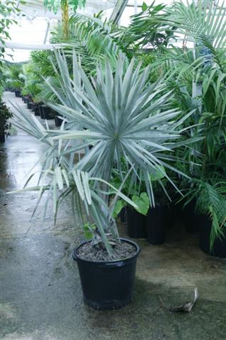 In contrast, the fan shaped leaf of Bismarckia nobilis