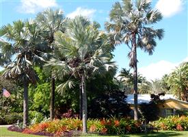  Given the room, nice statement palms 