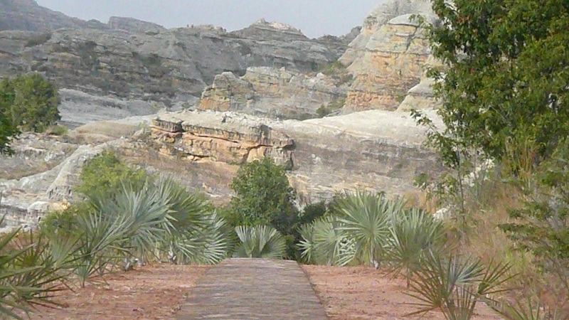 Domestic planting of Bismarcks in Madagascar along a driveway.  Note how this area is arid and dry.  Photo by M.R