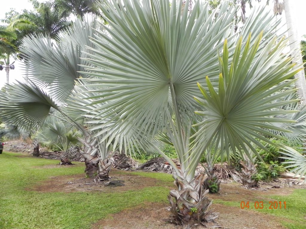  Juvenile Bismarck Palm in HI, photo by T.B..