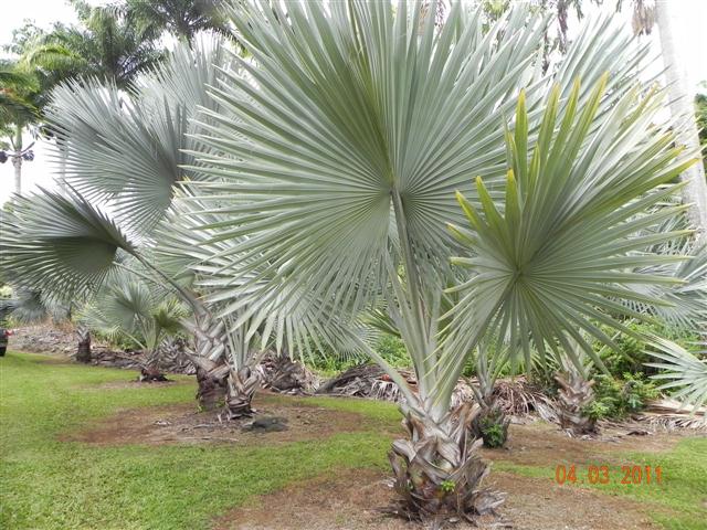  fairly flat palmate leaves of Bismarckia nobilis  