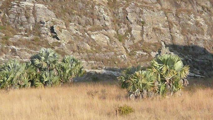 Bismarckia n. in the wild in Madagascar, photo by M.R.  Note the rugged growth environment that this species tolerates: hot and dry!