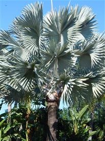 Bismarckia nobilis:    A great palm!  Silver colored leaves if you buy the silver form.  Single trunk with a moderately large trunk.  Very striking.  Takes down to about 22 degrees if it is a good sized specimen.