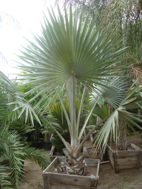 Bismarckia nobilis in box,
photo by B.E., nursery