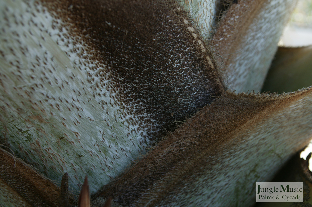  Close-up photo showing hairs on base of leaf stem