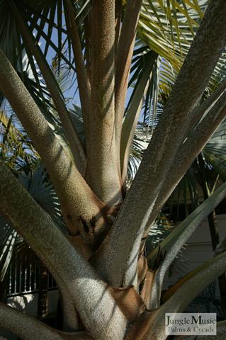  attached stems of Bismarckia nobilis