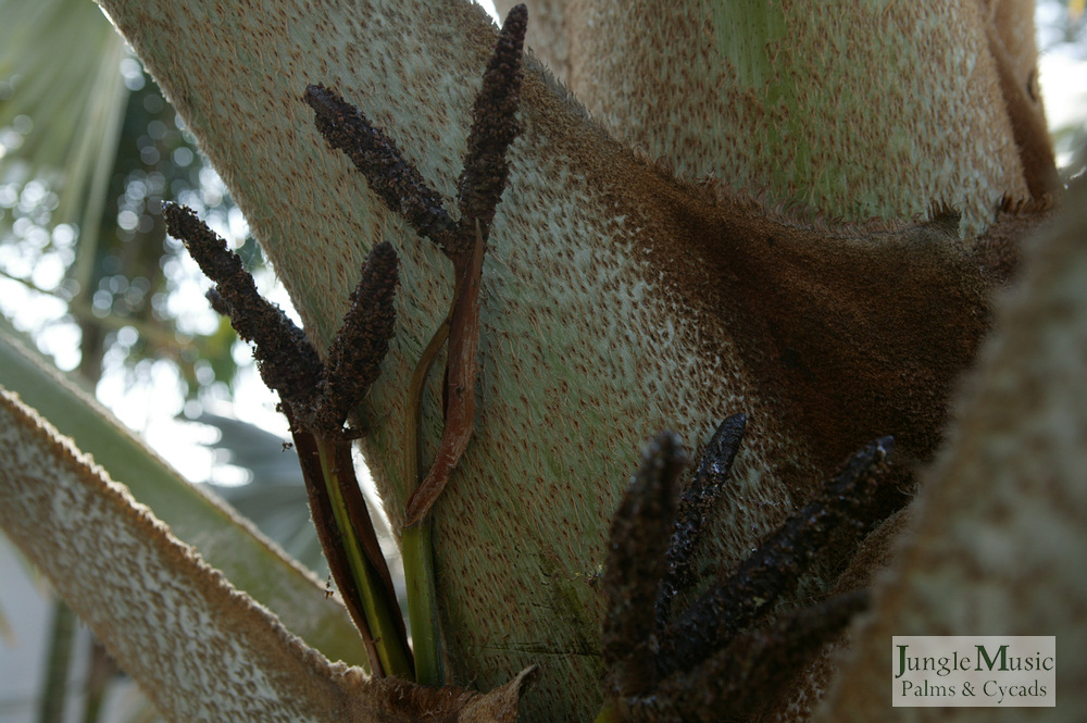  An older male blossom, Bismarck Palm