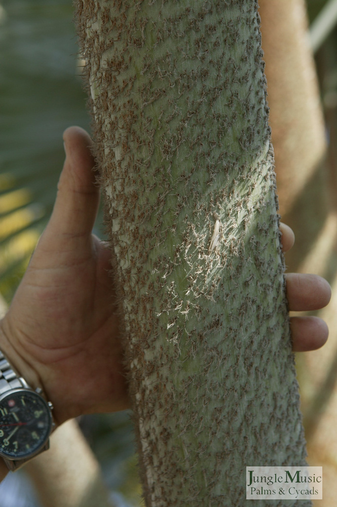  Bismarckia, close-up of coarse hairy stem