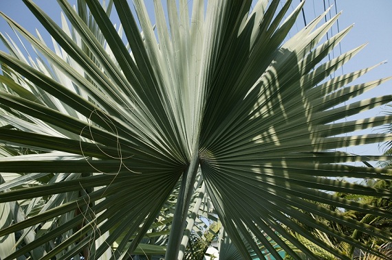 This photo shows what appears to be a green leaf. But, this is the underside of the leaf. Observe the leaves behind this one. They are extremely silver color. So, when talking about color, look at the dorsal side of the leaf, not the underside