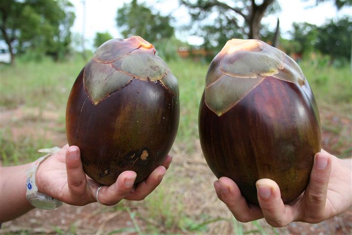  Fruit attached, photo care off Wikipedia Commons 