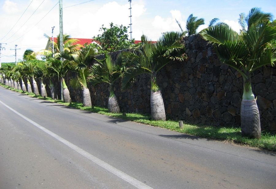  Street-side planting in Mauritius photo by timrann, Palmpedia