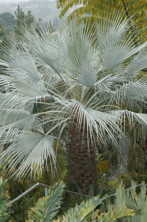 Brahea armata with prominent blue fan leaves that
are fairly flat and moderately divided 