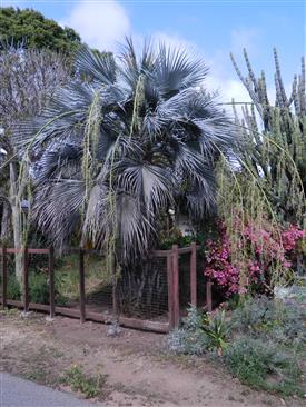 Brahea armata:  A large, single trunk silver-blue leafed fan palm that tolerates heat, cold to about 15 degrees, and arid conditions.  Known as the Mexican Blue Fan Palm, this species is slow growing and tolerates xerophytic conditions.  More recent reports show definite leaf damage at 15 degrees F.