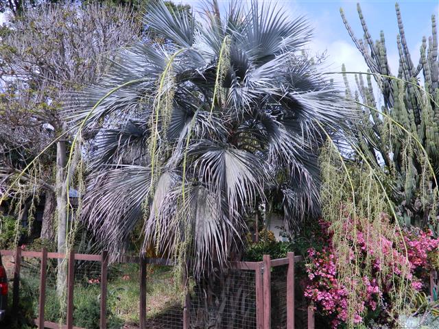  new flowers without seeds on a Brahea armata  