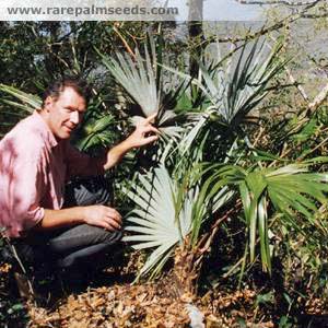 Brahea moorei:   A small, single trunk fan palm that takes down to about 26 to 28 degrees.  Unlike other Braheas, this ones very small and like filtered light.  Photo by MG & TS