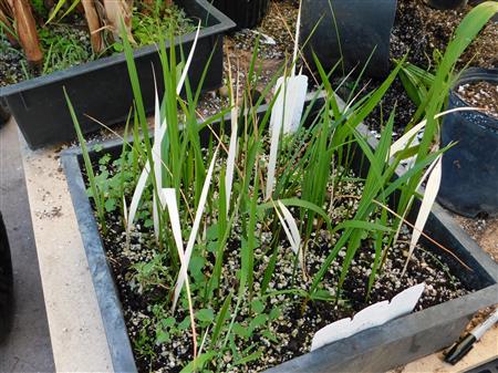  Brahea moorei seeds germinating 