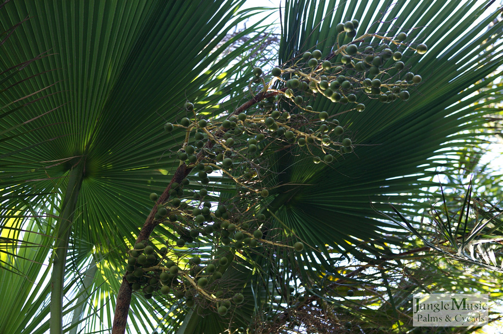  Brahea edulis immature seeds 