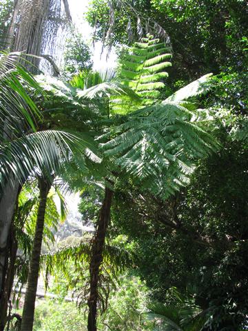  Mature Brentwood Tree Fern 