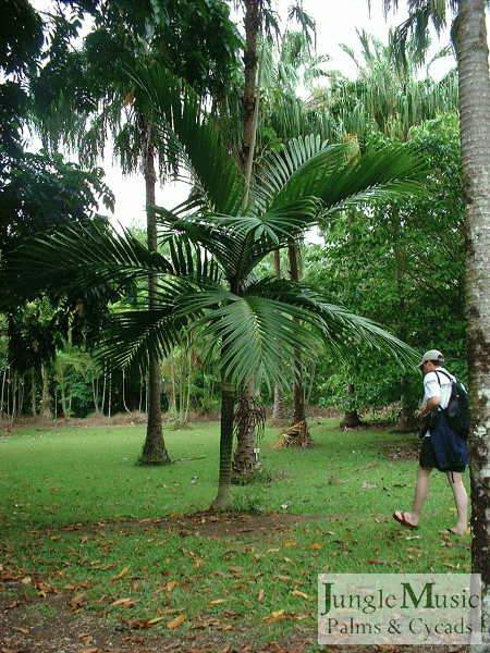 

Burretiokentia koghiensis:       A unique and beautiful solitary-trunked pinnate palm from New Caledonia. It has a white crown shaft and red emergent leaf.  A great palm for So Cal.  Size is about 25 feet when mature.  It likes filtered light or AM sun.  Cold tolerance is mid-twenties.
