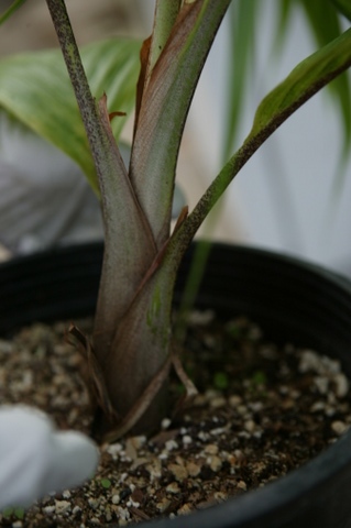  Base of a 5g Burretiokentia koghiensis.  You can just get a hint of it here, but the base has a triangular shape to it.  