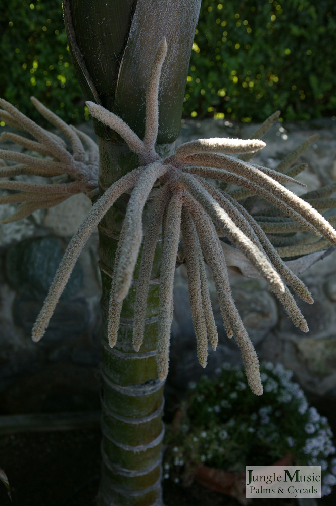  Burretiokentia vieillardii