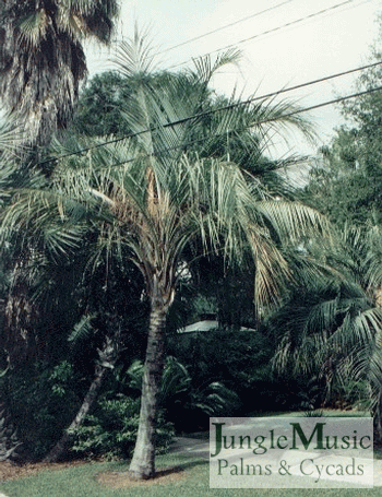 Butia X Syagrus:  This is an interesting hybrid that gives the speed and a bit of the look of the Queen but the cold hardiness of the Pindo Palm.  It takes down to about 15 to 16 degrees and is very attractive.  It’s known as the Mule Palm, photos here and next by MH