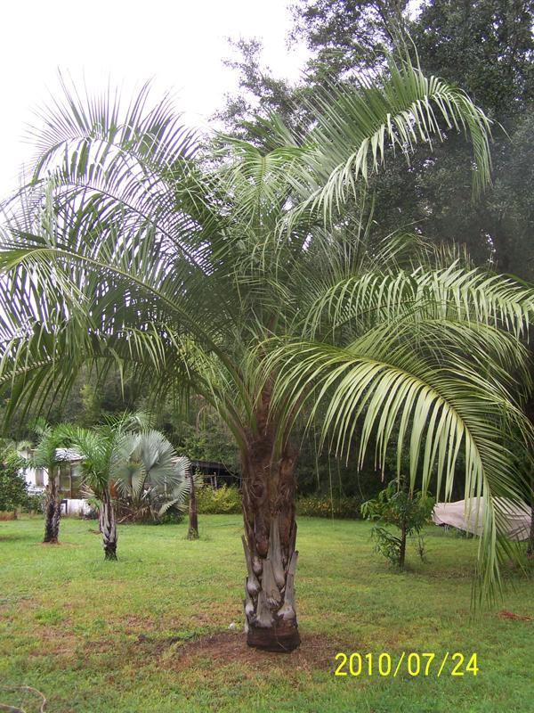 

Mule Palm (same as Butia X Syagrus):

This hybrid is strikingly beautiful and is quite hardy.  It is great for sun and heat and is often grown in desert and harsh climates.  It is called a “Mule Palm” as this intergeneric hybrid generally does not produce viable seed.  They get about 25 feet tall,
