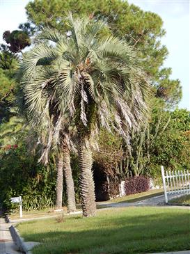 
Butia capitata:  A blue-green colored pinnate palm of medium stature with a stout trunk and re-curved pinnate leaves.  Known as the Pindo Palm or the Jelly Palm, Butia capitata can tolerate temperatures slightly below 15 degrees.  I’ve just had reports of no damage to 12 degrees.
