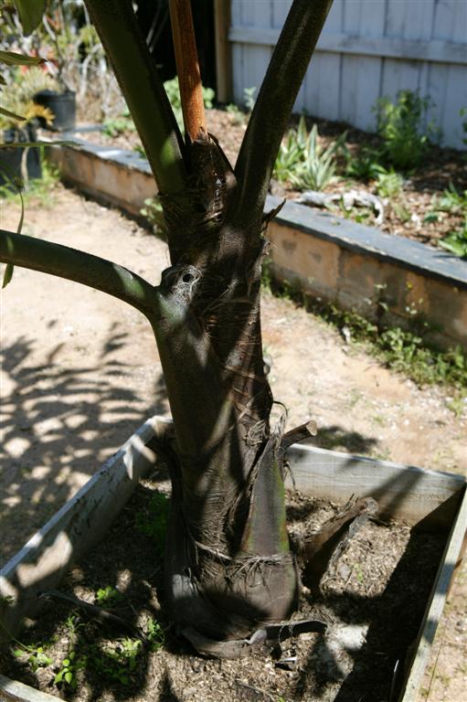  Photo showing the blackish trunk of Caryota gigas