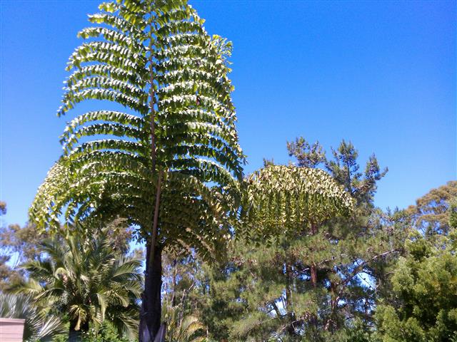  Caryota gigas leaf and upper trunk