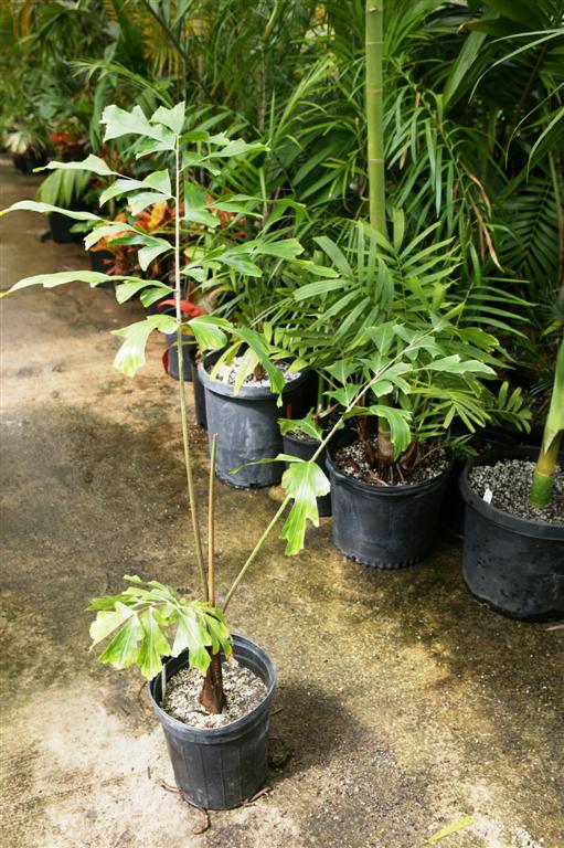  Caryota gigas, a 5g plant