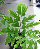  Caryota gigas, juvenile but still showing bipinnate leaf.