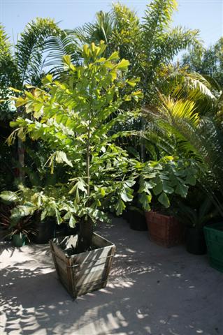  Caryota gigas, 24 inch box