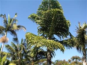  When overhead, Caryota offer great shade