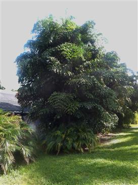 

Caryota mitis:   A suckering fishtail that is not quite as cold tolerant as other species, but will take 28 degrees.  It prefers bright filtered light and gets to about 20 feet if well grown.
