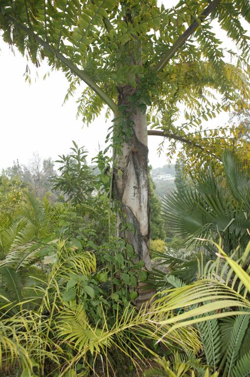 Caryota ochlandra:  Probably a variant of urens, but slower growing.  It takes down to about 20 degrees.  Single trunk and for sun.
