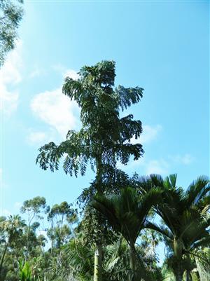  Caryota urens