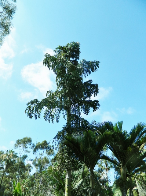  Caryota urens in blossom